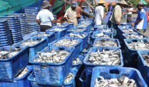 Membuka Peluang Bisnis di Sektor Perikanan India