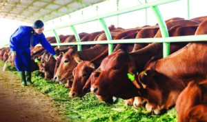 Menggali Potensi Bisnis Peternakan di India